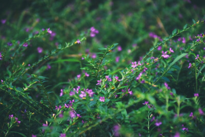 闲来赏花·萼距花
photo by 川島云鶴