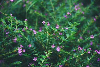 闲来赏花·萼距花
photo by 川島云鶴