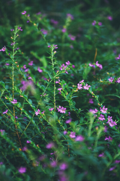 闲来赏花·萼距花
photo by 川島云鶴