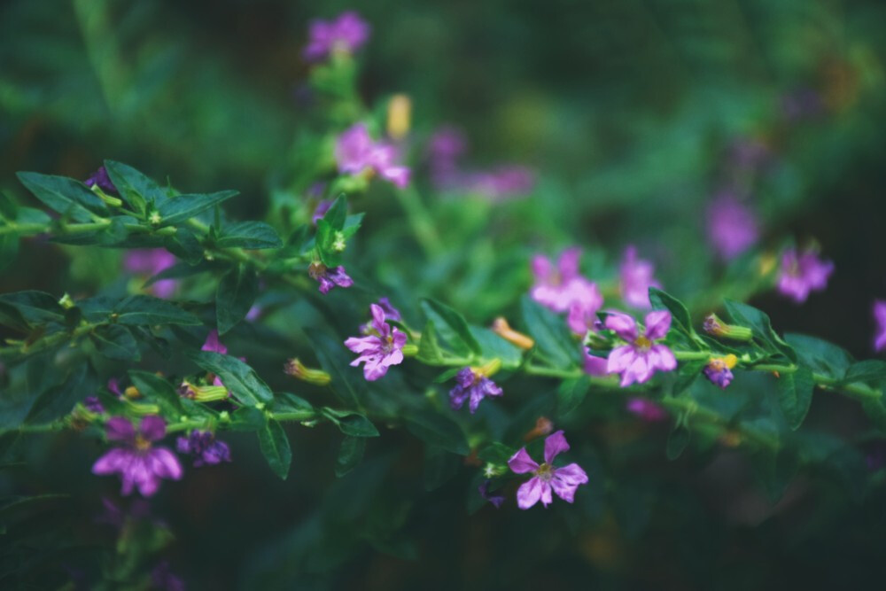 闲来赏花·萼距花
photo by 川島云鶴