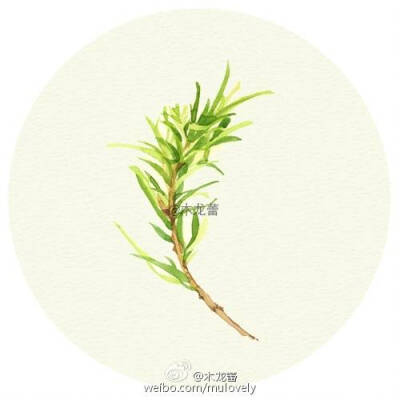 薄荷绿·氧气一抹治愈绿，草本.植物， “活化石”银杏叶，韵律美感的蕨类植物，高冷香菜。若草，莺绿，发现配角之美。