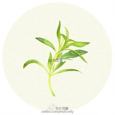 薄荷绿·氧气一抹治愈绿，草本.植物， “活化石”银杏叶，韵律美感的蕨类植物，高冷香菜。若草，莺绿，发现配角之美。