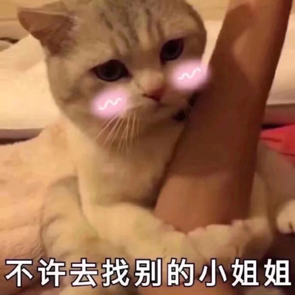 小猫咪是全世界的珍宝❤