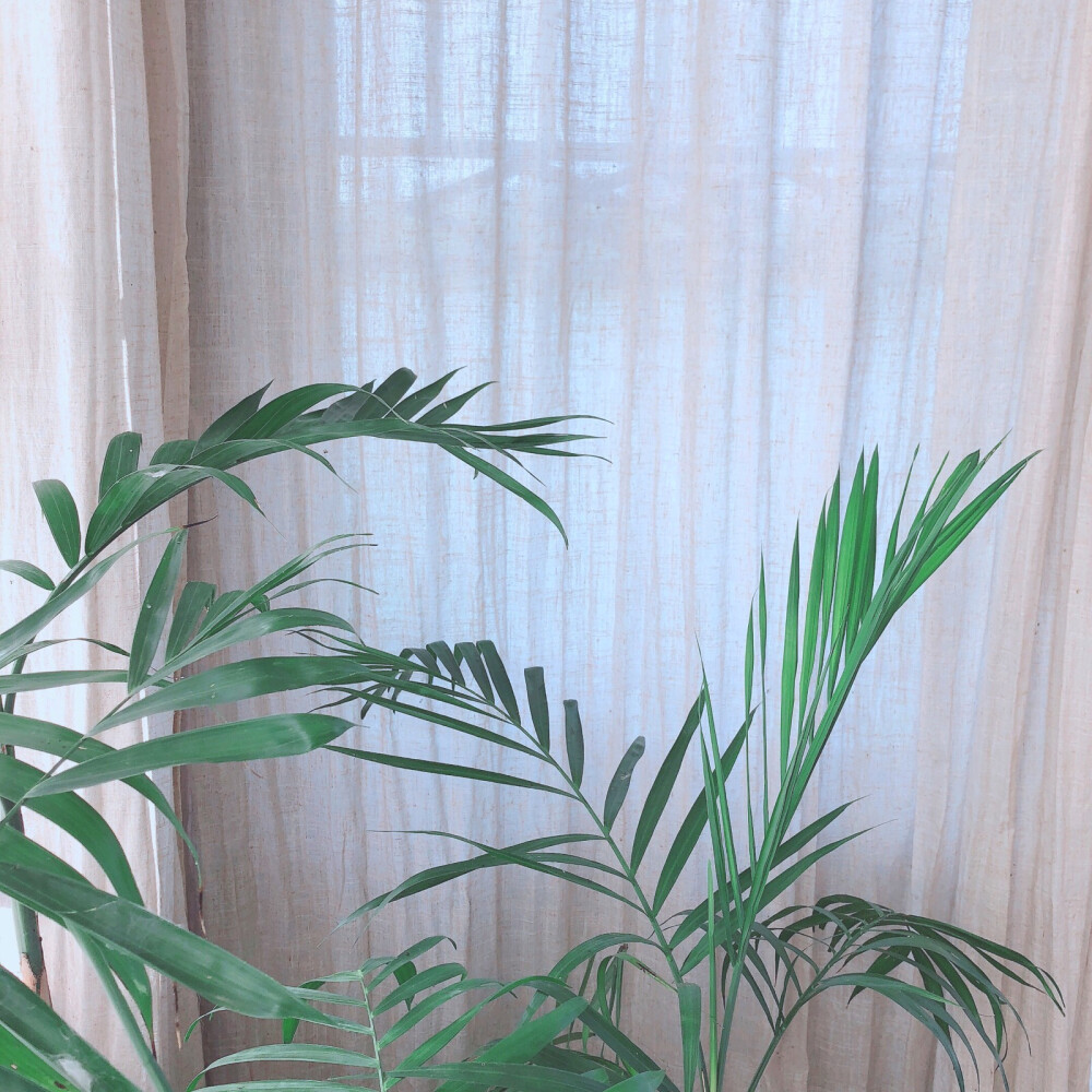 朋友圈背景图、封面、白色、粉色。喜欢就关注 by:桉夏与猫