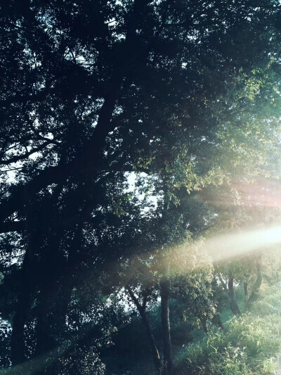 午后.云 光
(家门口发现一片古树保护区)