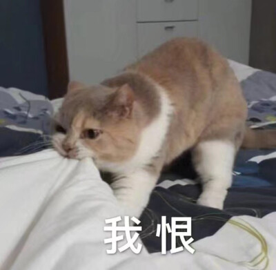 猫咪表情包 