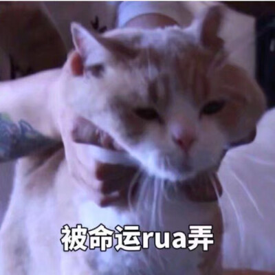 猫咪表情包 