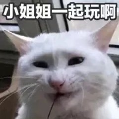 猫咪表情包 