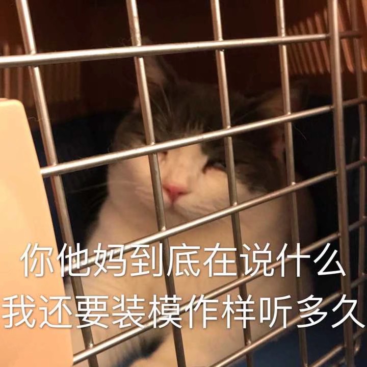 猫咪表情包