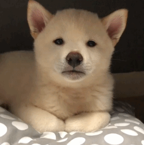 表情包 - 堆糖,美图谥叫巳ど缜