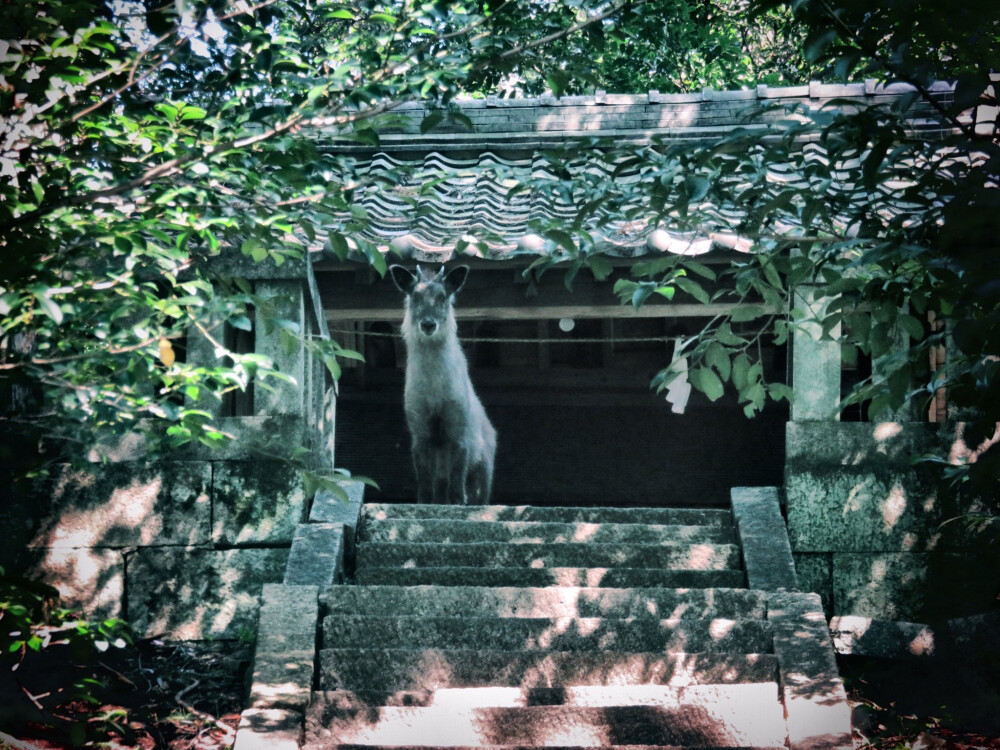 日推网友偶然路过神社时，看到有一只守护神一样的羚羊，秒转后，未来一周好运爆棚丨摄影师 ​