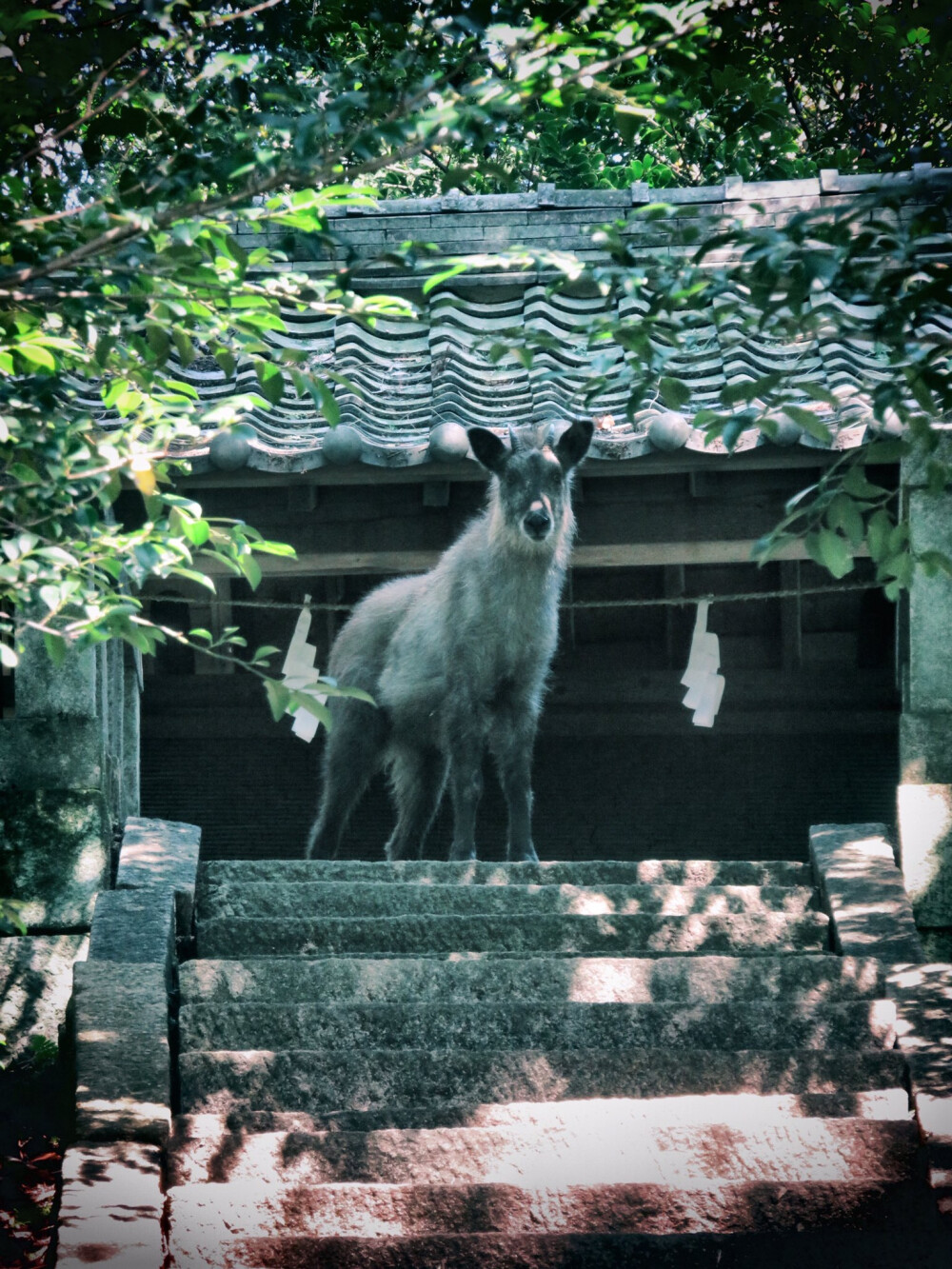 日推网友偶然路过神社时，看到有一只守护神一样的羚羊，秒转后，未来一周好运爆棚丨摄影师 ​