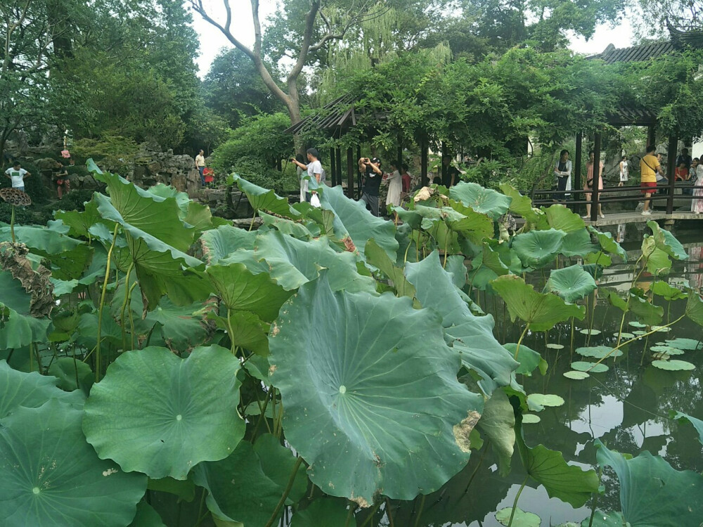 苏州留园，荷花池，盆景园，山塘街区狐狸家的手工酸奶吃完不舍得丢萌萌的壳(´∀｀)♡