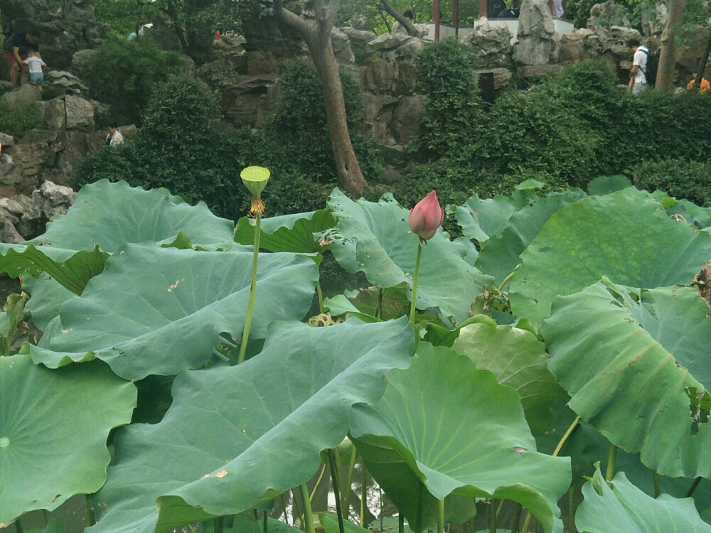 苏州留园，荷花池，盆景园，山塘街区狐狸家的手工酸奶吃完不舍得丢萌萌的壳(´∀｀)♡