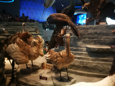 『上海』自然博物馆 /2018.10