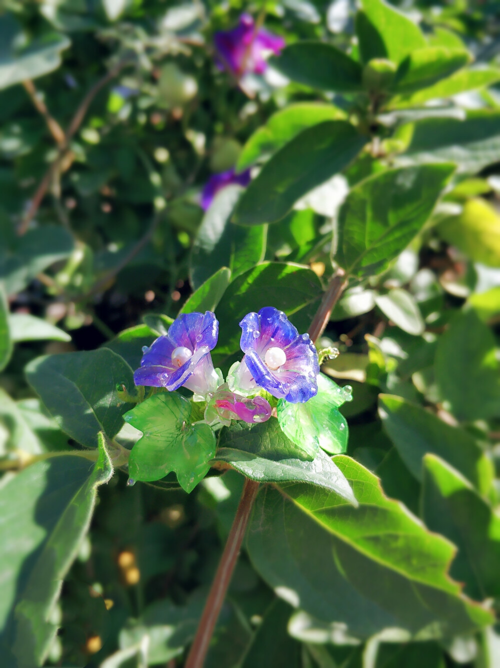 牵牛花 热缩片