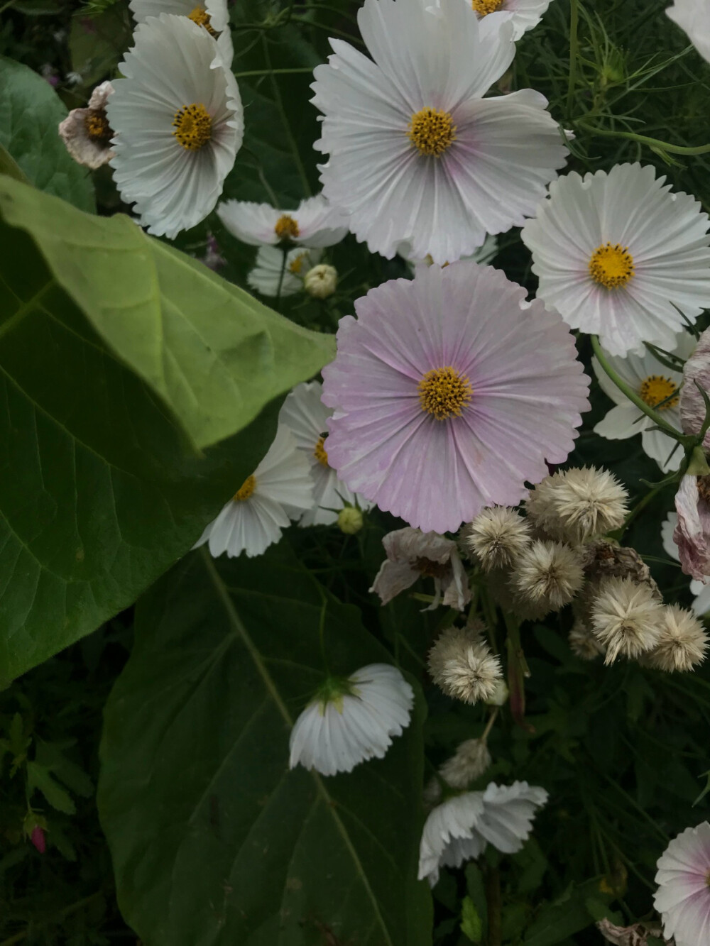 她说 ——
“我的唇啊
没有咬上一片花瓣
燃烧啊
被太阳带走 ​​​”
“一些花一些草
都给你 ​​​”