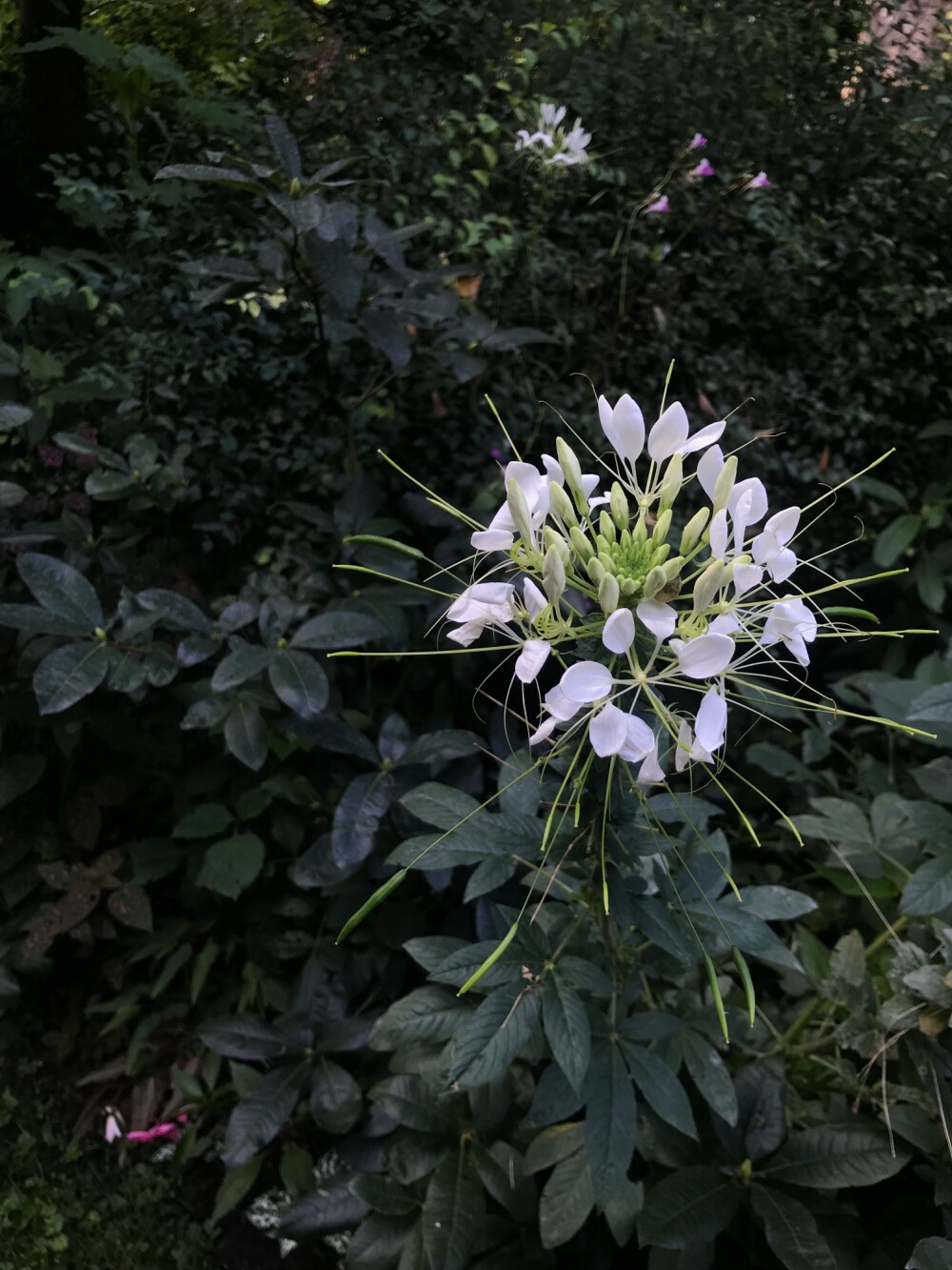 她说 ——
“我的唇啊
没有咬上一片花瓣
燃烧啊
被太阳带走 ​​​”
“一些花一些草
都给你 ​​​”