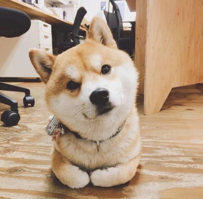 可爱的小柴狗(๑• . •๑)