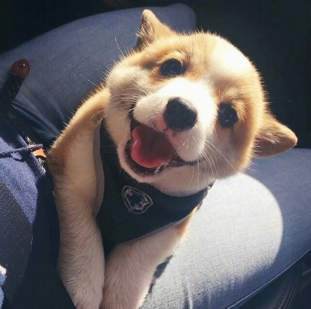 可爱的小柴狗(๑• . •๑)