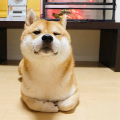 可爱的小柴狗(๑• . •๑)