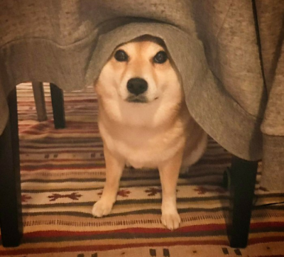 可爱的小柴狗(๑• . •๑)