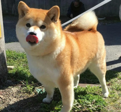 可爱的小柴狗(๑• . •๑)