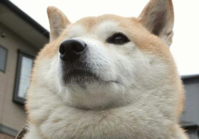 可爱的小柴狗(๑• . •๑)