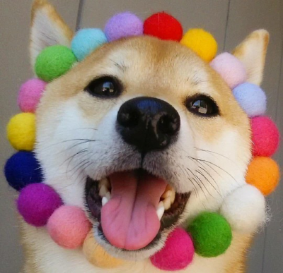 可爱的小柴狗(๑• . •๑)