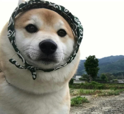 可爱的小柴狗(๑• . •๑)