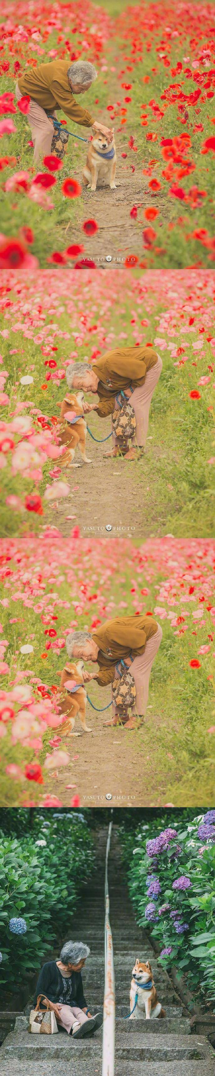 摄影师YASUTO镜头下的奶奶与柴犬日常 ​ ​​​​