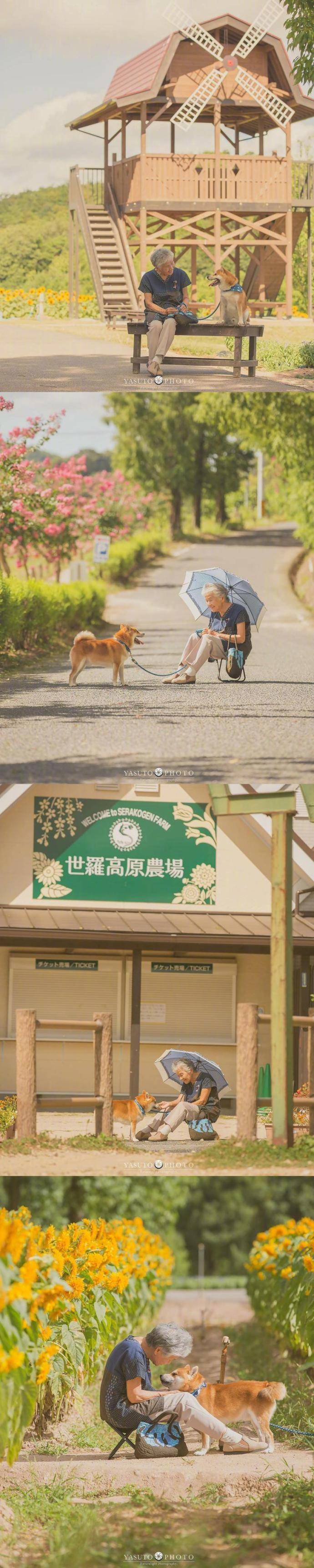 摄影师YASUTO镜头下的奶奶与柴犬日常 ​ ​​​​
