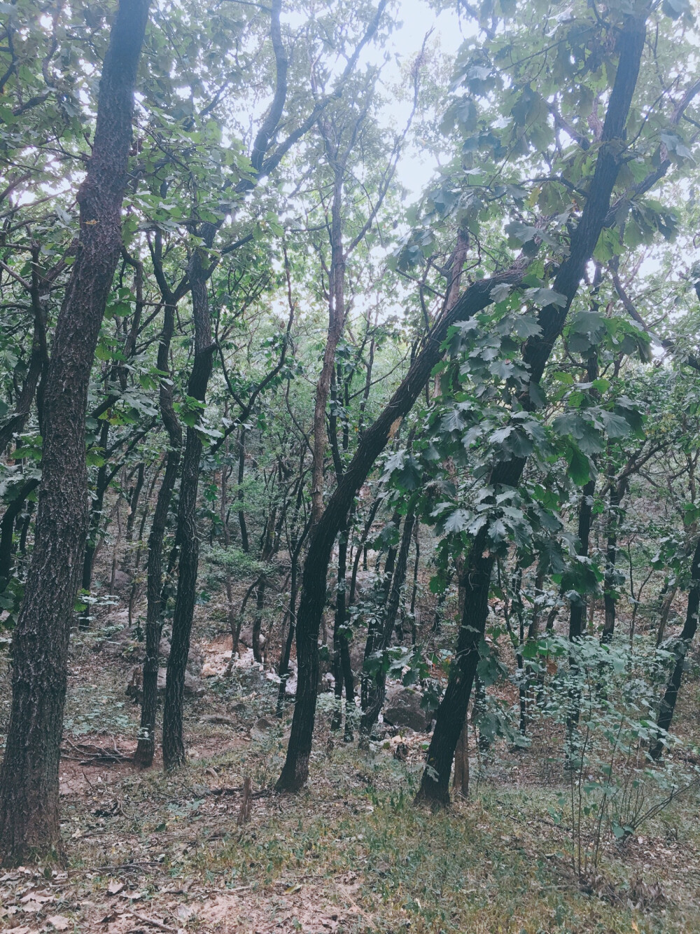 爬山~
龙脊山