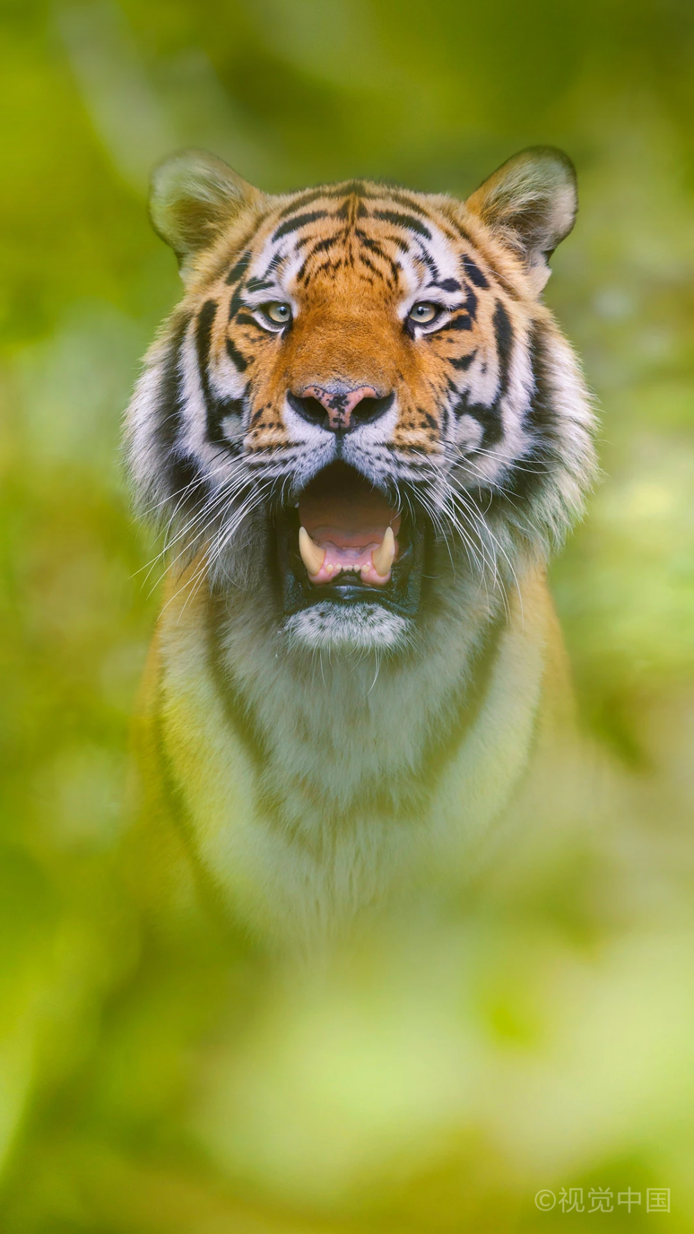 动物之王老虎
