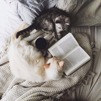 读书的猫