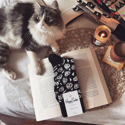 读书的猫