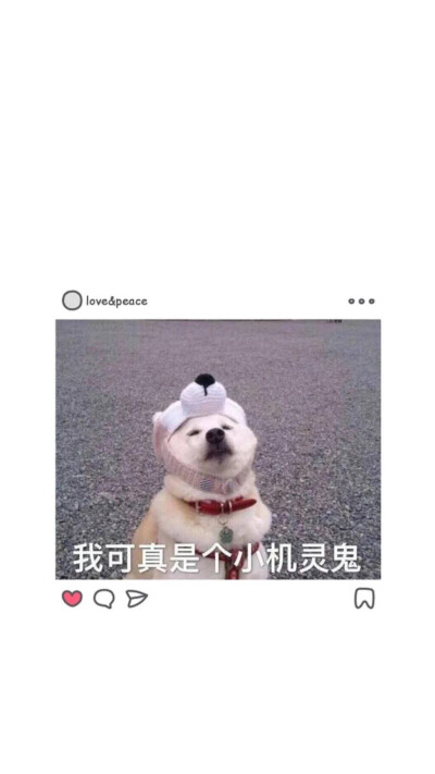 小机灵狗狗