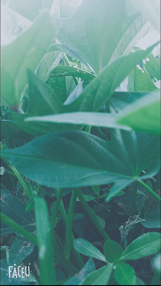 ￼VSCO
vsco小清新植物篇
1.预设05+12
2.对比度-4.8
3.白平衡——色温-6
4.锐化+8
完成.
原图.Faceu激萌—日光
（我拍的不好看，勿喷[委屈]）
#VSCO调色教程# 