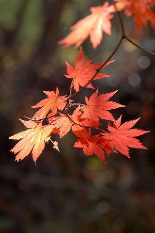 沁人心脾、枫叶