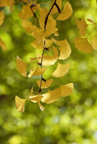 沁人心脾、银杏