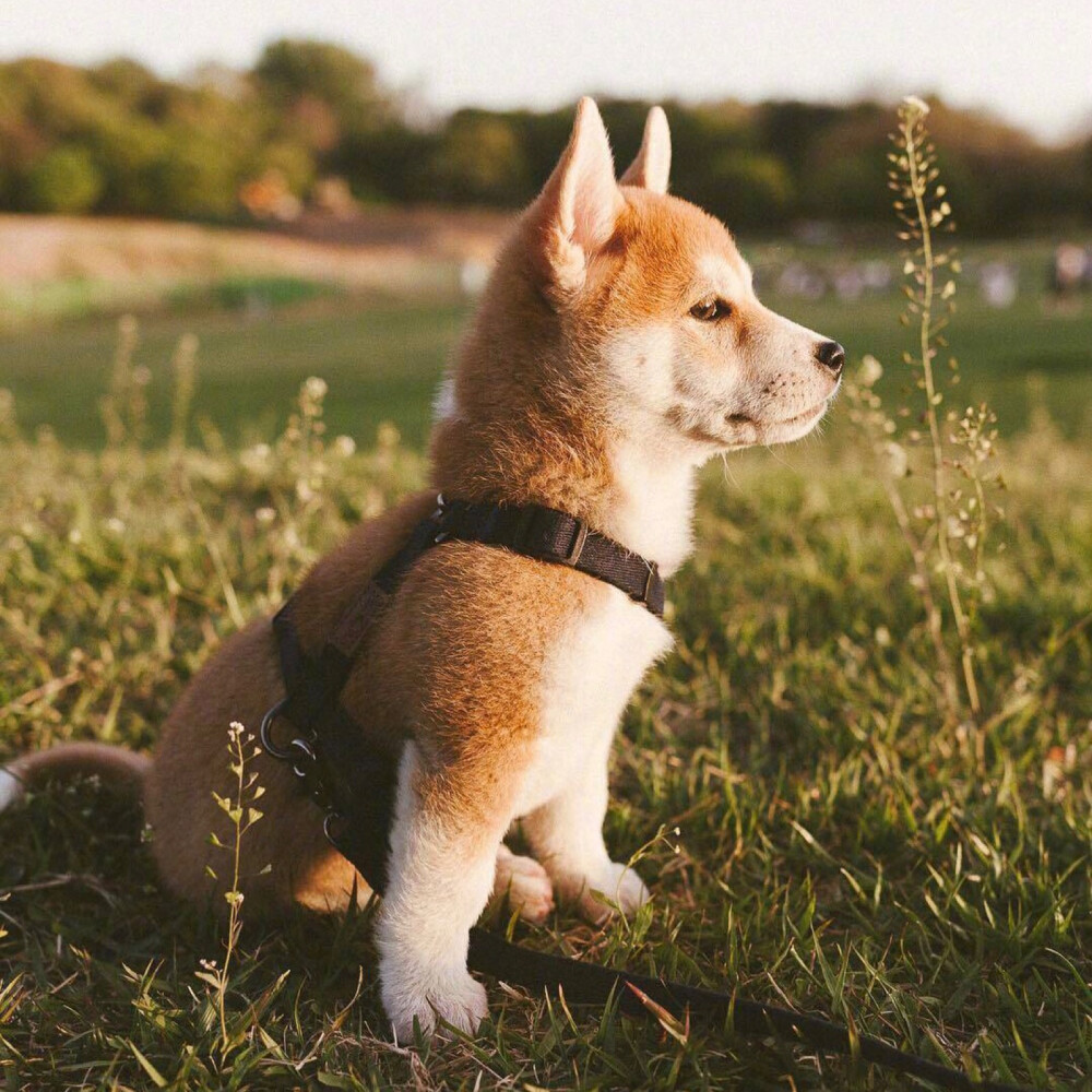 は蛋｜忧郁的柴犬