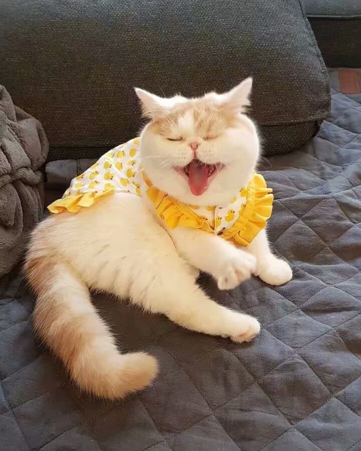 猫咪：困吗宝贝儿。
我：看只猫都能跟猫一起打哈欠。
