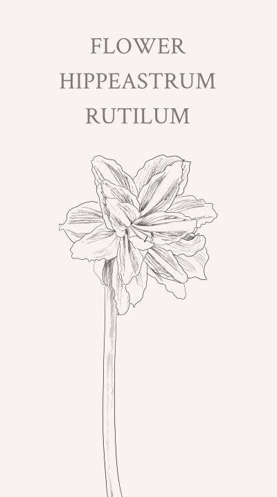 朱顶红（学名：Hippeastrum rutilum）又名红花莲（海南植物志）、华胄兰（华北经济植物志要）等，是石蒜科朱顶红属的多年生草本。花语: 渴望被爱，追求爱。另外还有表示自己纤弱渴望被关爱的意思。