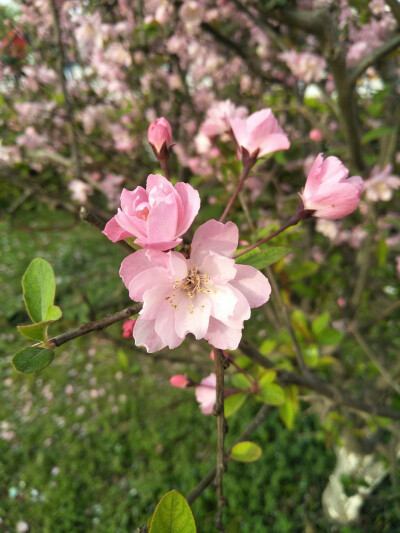 垂丝海棠 花