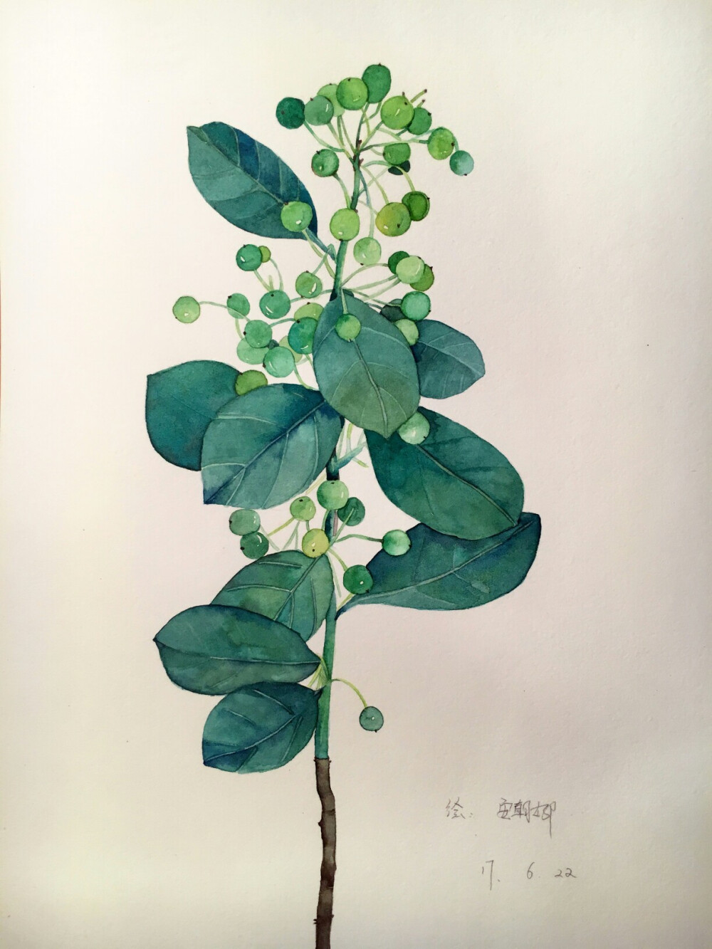 植物 水彩 画画 素材