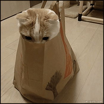 猫#袋子#都是可爱