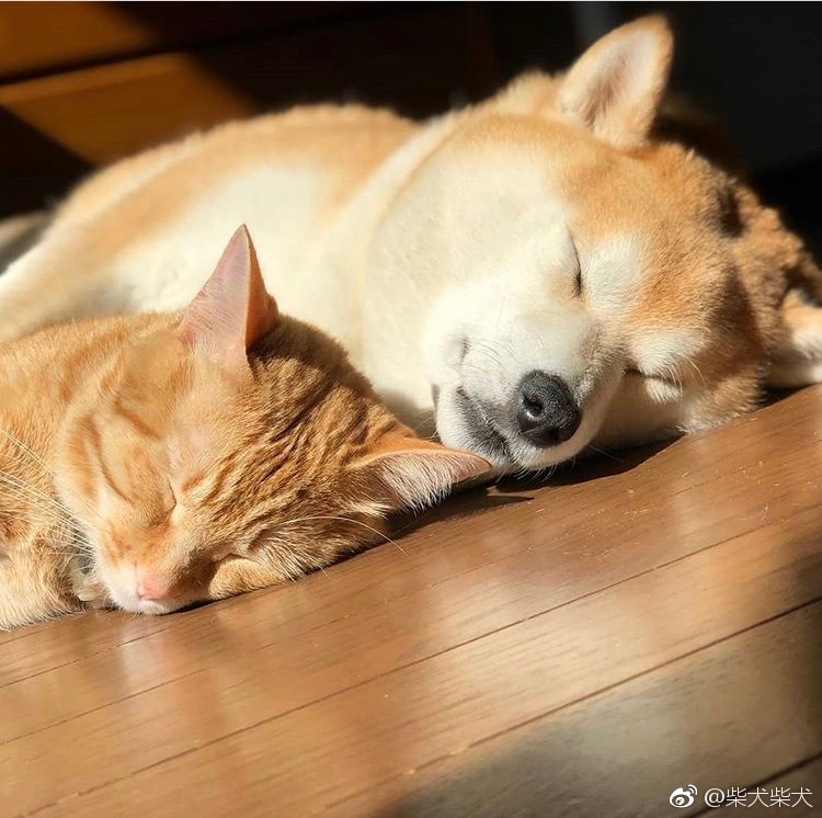 早上好呀 Instagram：shibainu.gaku ​