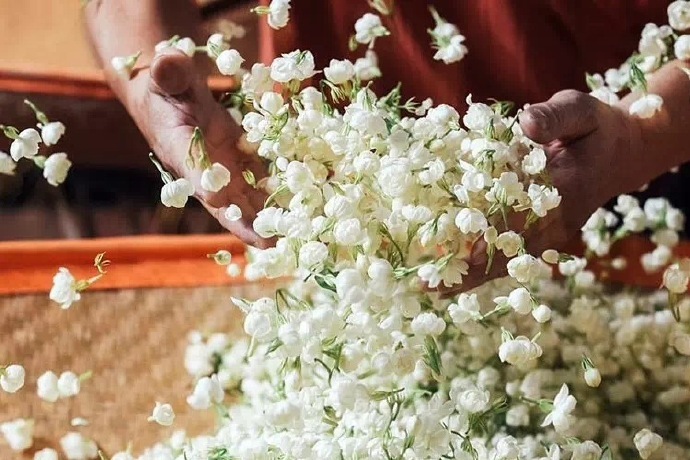 茶为骨，花为魂，啜茗清飘茉莉香 … ​