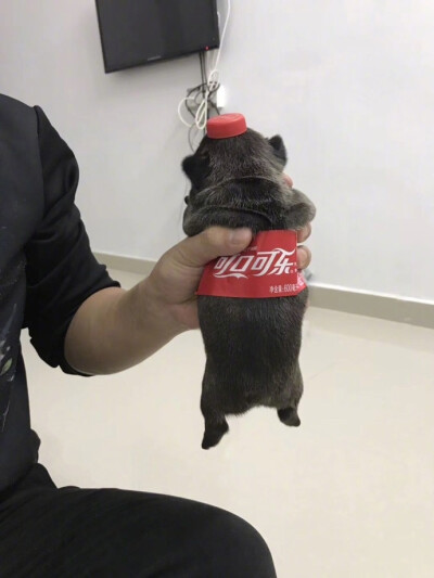 每生产一瓶可乐，就会失去一只斗牛犬，没有买卖就没有伤害！ ​​​​