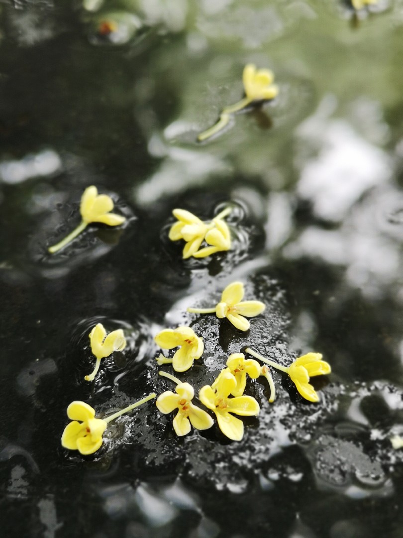 灵渠，秋雨，桂花